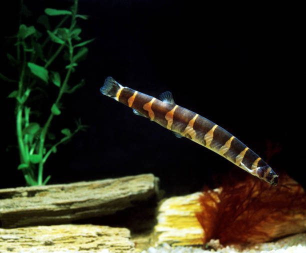Why Kuhli Loach Swimming in Circles: Causes & Other Unusual Behaviors