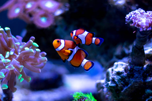 Do Clownfish Have Teeth: Are They Dangerous?