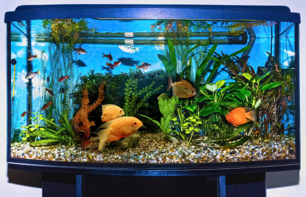 Why Do My Fish Stay at the Bottom of the Tank