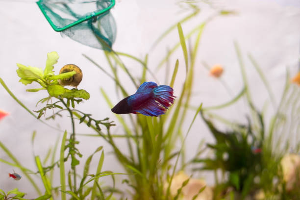 Can You Feed a Betta Fish People Food: Do’s and Don’ts
