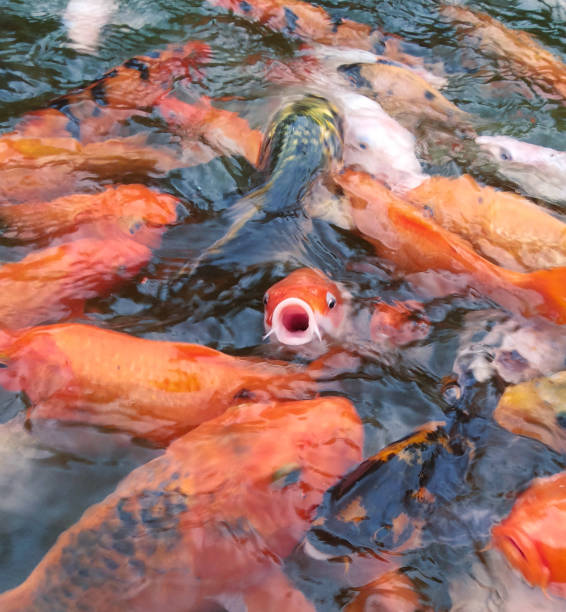 Why Is My Fish’s Mouth Stuck Open: Common Causes and What You Can Do