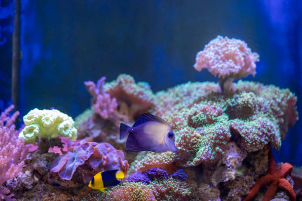 Aquarium Decoration Ideas: Aquascaping and Materials