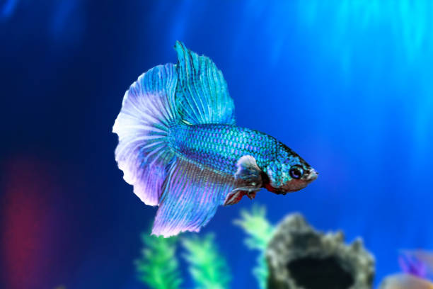 Why Is My Betta Fish Tail Bent: Causes, Symptoms, Treatment, and Prevention