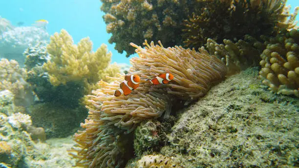How to Keep Clownfish: Facts and Guide Tips