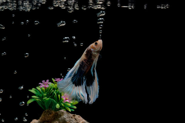 Why Is My Betta Making Bubbles: What Is a Bubble Nest and its Benefits?