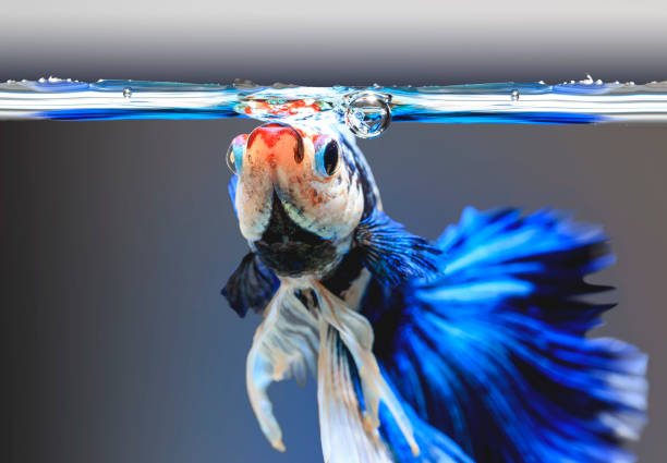 Do Betta Fish Need a Bubbler: Reasons and Benefits