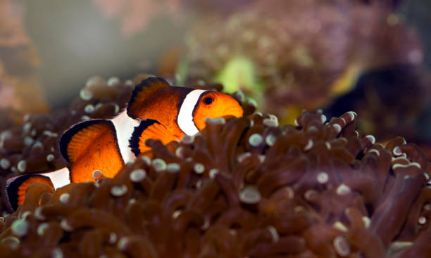 What Fish Can Live With Clownfish: The Best Tankmates