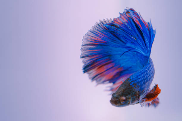 Betta Fish Losing Fins: Causes, Treatment & Prevention