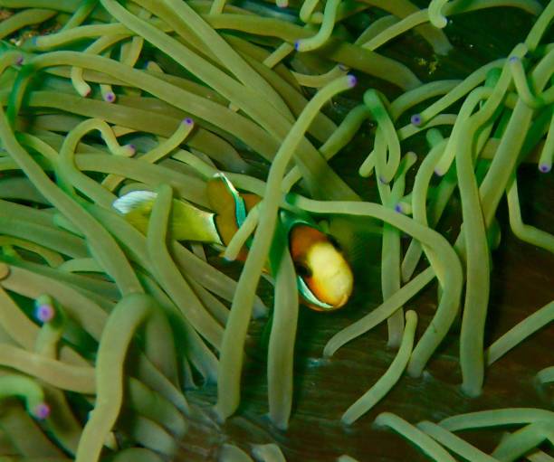 Can Clownfish Live in Freshwater: Factors & Care Requirements - HomeTanks