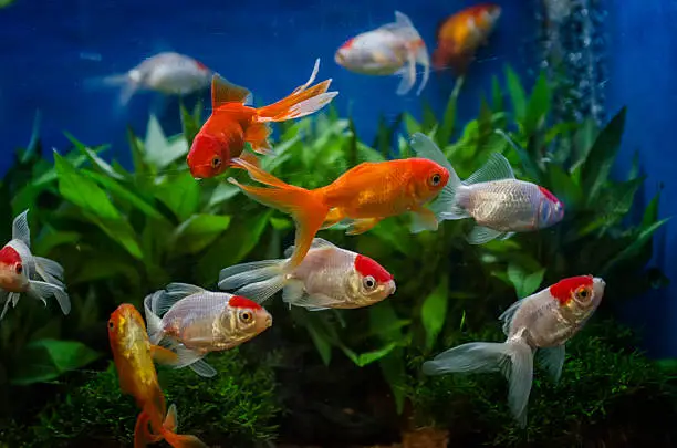 What to Do When a Fish Dies in Your Aquarium: Important Tips to Follow