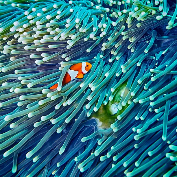 Where Are Clownfish Found: Interesting Facts About Clownfish