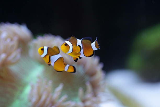 How Do Clownfish Mate: Tips to Successful Breeding