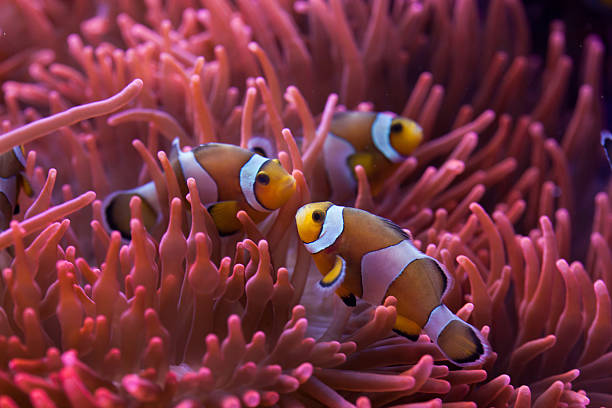 How Fast Do Clownfish Grow: Tips for Faster Growth - HomeTanks