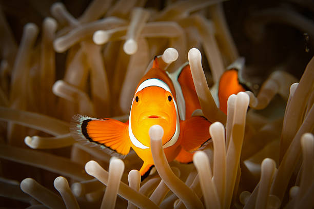 Do Clownfish Mate for Life: Fun Facts I Bet You Didn’t Know