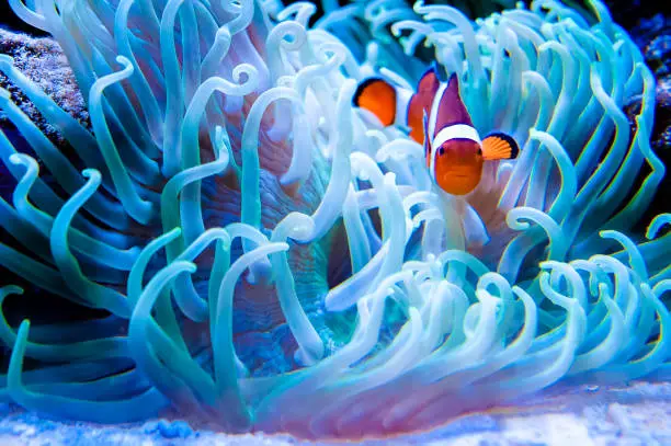 What Eats Clownfish: The Most Common Predators