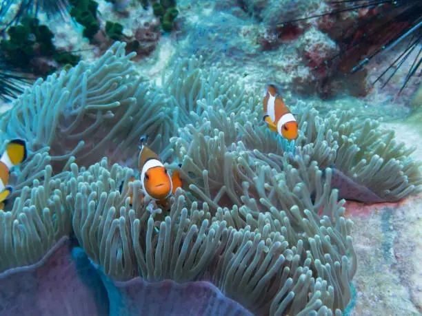 Do Clownfish Need Anemones: The Interesting Significant Relationship