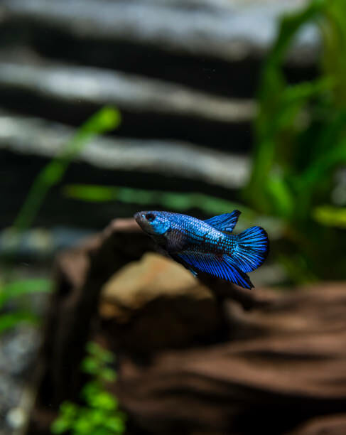 Does Betta Fish Like Music: Most Important Questions Answered!