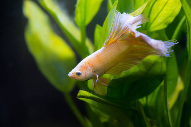 Why Do Betta Fish Sleep a Lot: Common Causes and Sleeping Patterns
