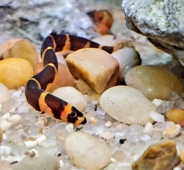 What Do Kuhli Loaches Eat: Best Recommendations - HomeTanks