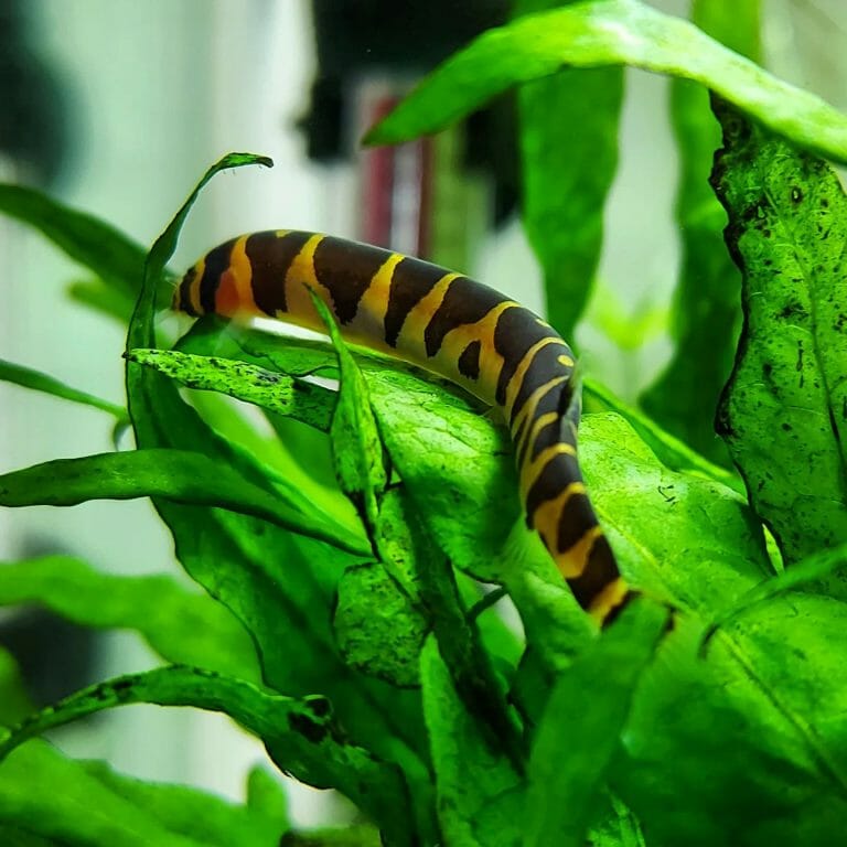 Do Kuhli Loaches Need Air Pump: Benefits and Alternatives