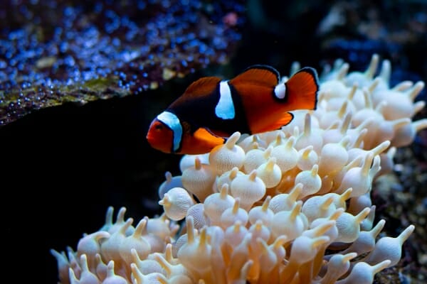 Do Clownfish Change Genders: What You Need to Know - HomeTanks
