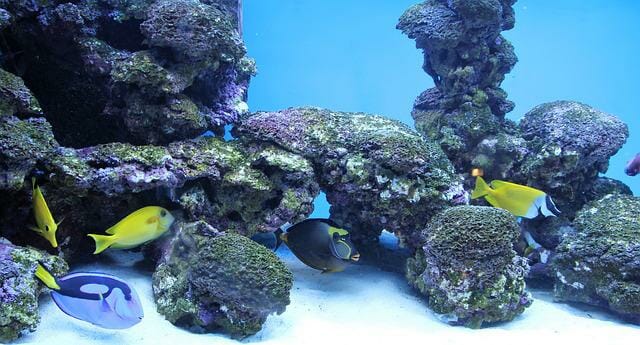 Aquarium Salt vs. Epsom Salt: Comparison and Uses