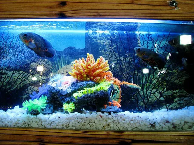 How Long Do Led Fish Tank Lights Last: Benefits and Setup Guide