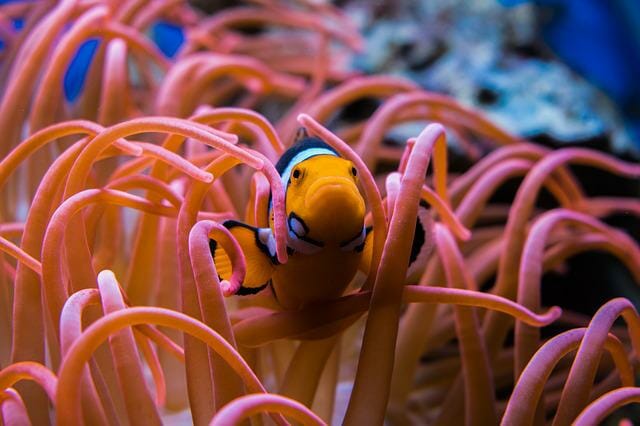 How Big Can a Clownfish Get: Factors and Tips for Growth - HomeTanks