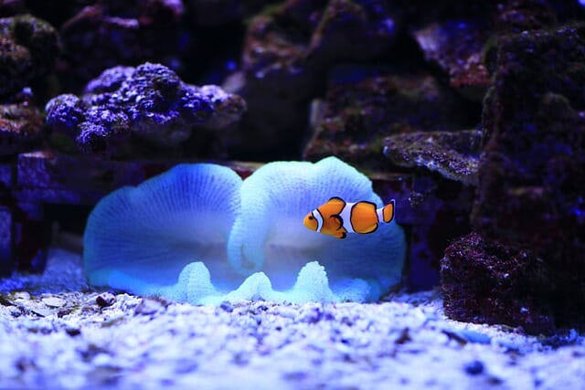 Are Clownfish Edible: Is It Safe to Eat Clownfish?