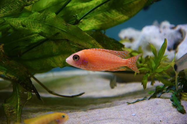 How Fast Do Peacock Cichlids Grow: 6 Tips for Faster and Healthier Growth! - HomeTanks