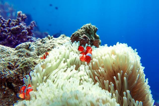 Are Clownfish Freshwater or Saltwater: Facts You Should Know - HomeTanks