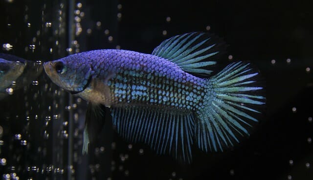 Are Betta Fish Tropical: The Ultimate Guide to Proper Aquarium Temperature