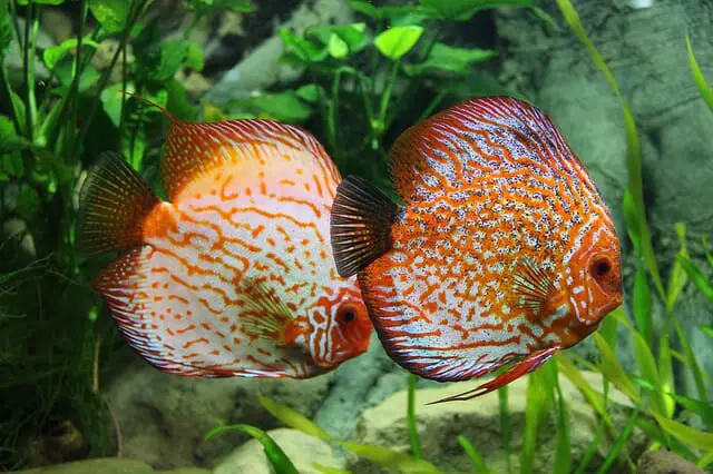 Why Is My Fish Acting Weird: Most Common Reasons and Treatment