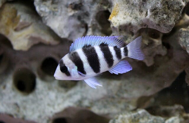 What pH Level Do African Cichlids Like: Maintaining Stable pH Level
