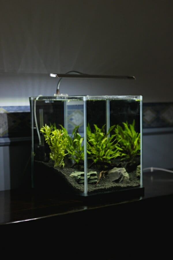 Aquarium Silicone vs. Regular Silicone: Comparison and Differences