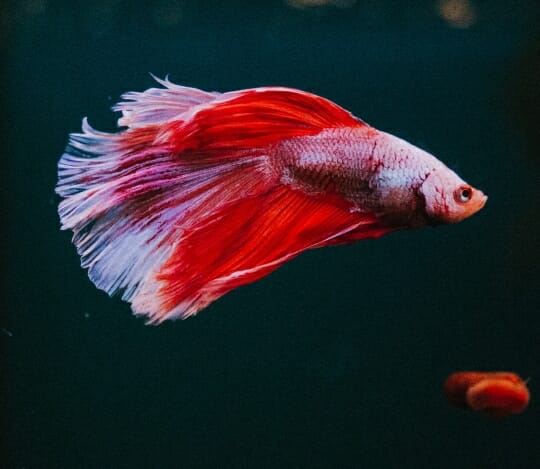 What Does It Mean When a Betta Fish Flares Its Gills at You?