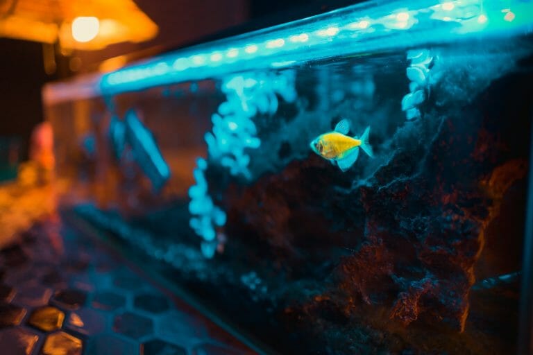 Aquarium Lighting T5 vs. LED Comparison and Differences HomeTanks