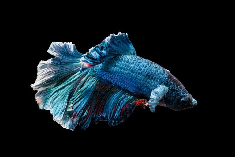 Prettiest Betta Fish: 8 Most Beautiful Species