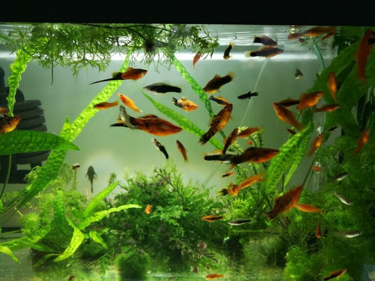 Worst Aquarium Fish: The Most Challenging Species to Keep