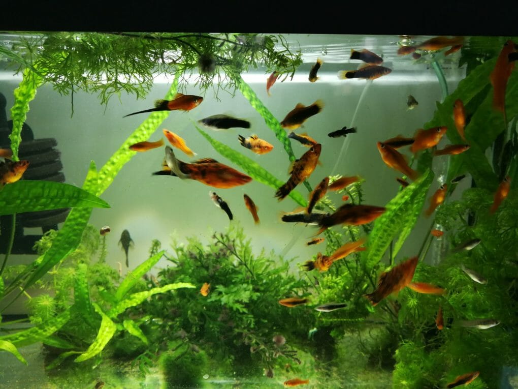 How to Dim Aquarium Lights Ways, Reason, Benefits and Factors HomeTanks