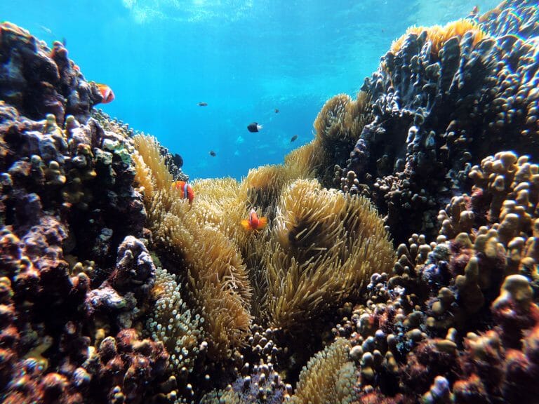 White Spot on Clownfish: Appearance, Treatment, and Prevention