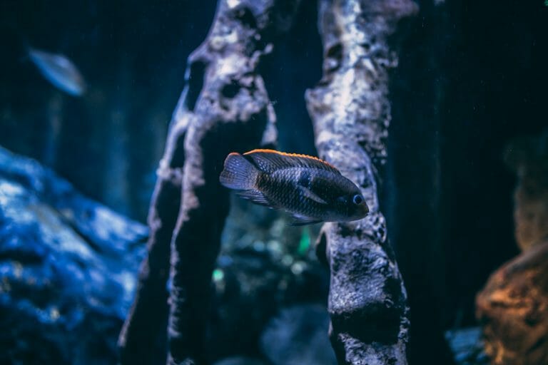 How Many Peacock Cichlids in a 55-Gallon Tank?