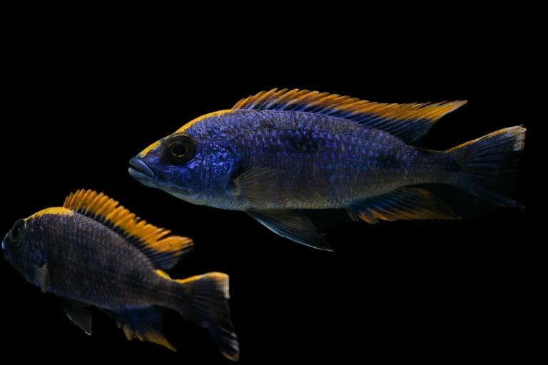 What to Feed Peacock Cichlid: Vegetables, Live Food, Freeze-Dried Food, and Meaty Food