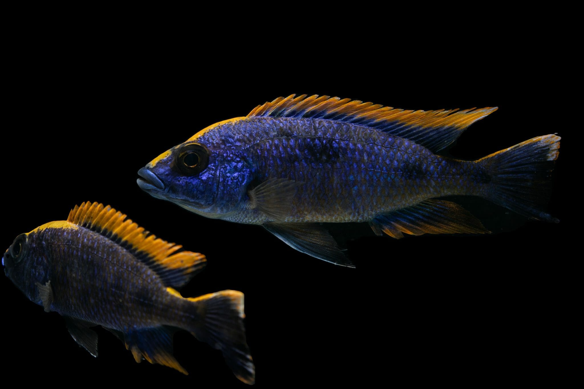 When Do Peacock Cichlids Get Their Color? HomeTanks