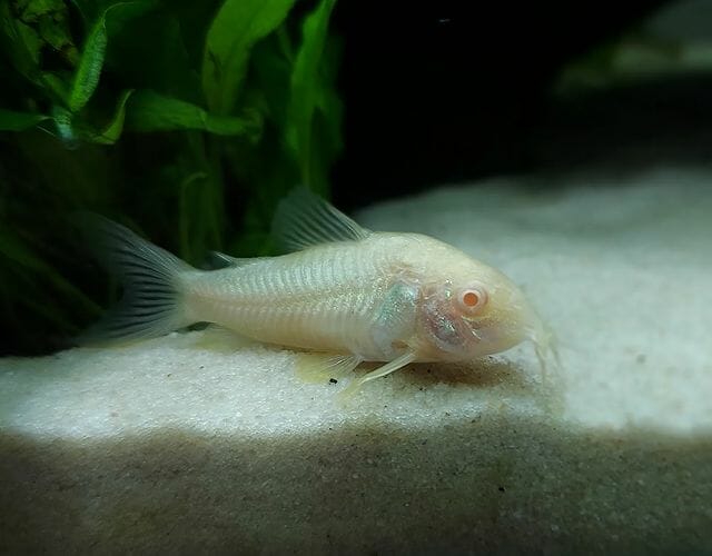 Can Cory Catfish Live With Bettas: Compatibility Factors and Tips