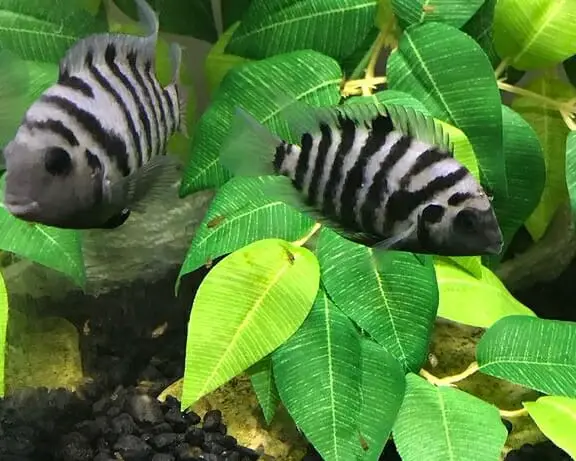 Difference Between Male and Female Convict Cichlids