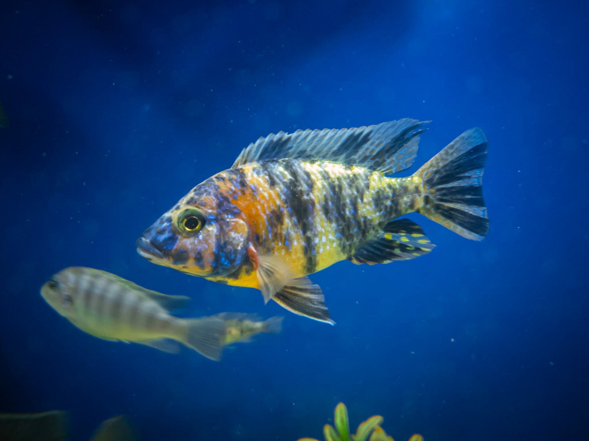 What Do Convict Cichlids Eat Right Food and Care Guide HomeTanks