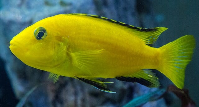Do Cichlids Eat Plants: What Plants Can They Eat and What to Avoid?