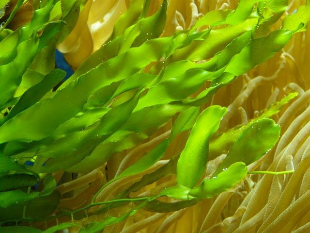 Best Aquarium Plants to Prevent Algae: 6 Amazing Choices