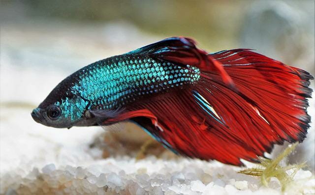 Is Aquarium Salt Safe for Bettas: A Guide to Its Benefits and Limitations